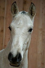 dido 2.jpg