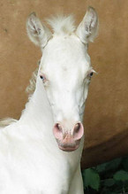 diamante 1.jpg