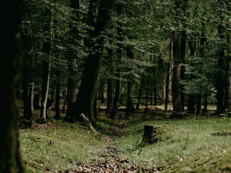 The Furrow and the Fire