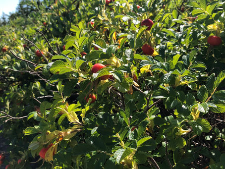 A Hedge of Wild Roses 