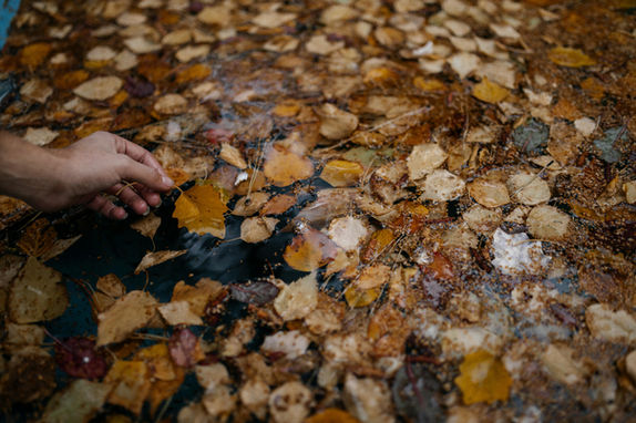 Hand reaching into shallow water filled with floating leaves