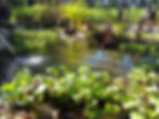 Freshwater pond home, to shrimp, fish, frogs and other amphibians and reptiles