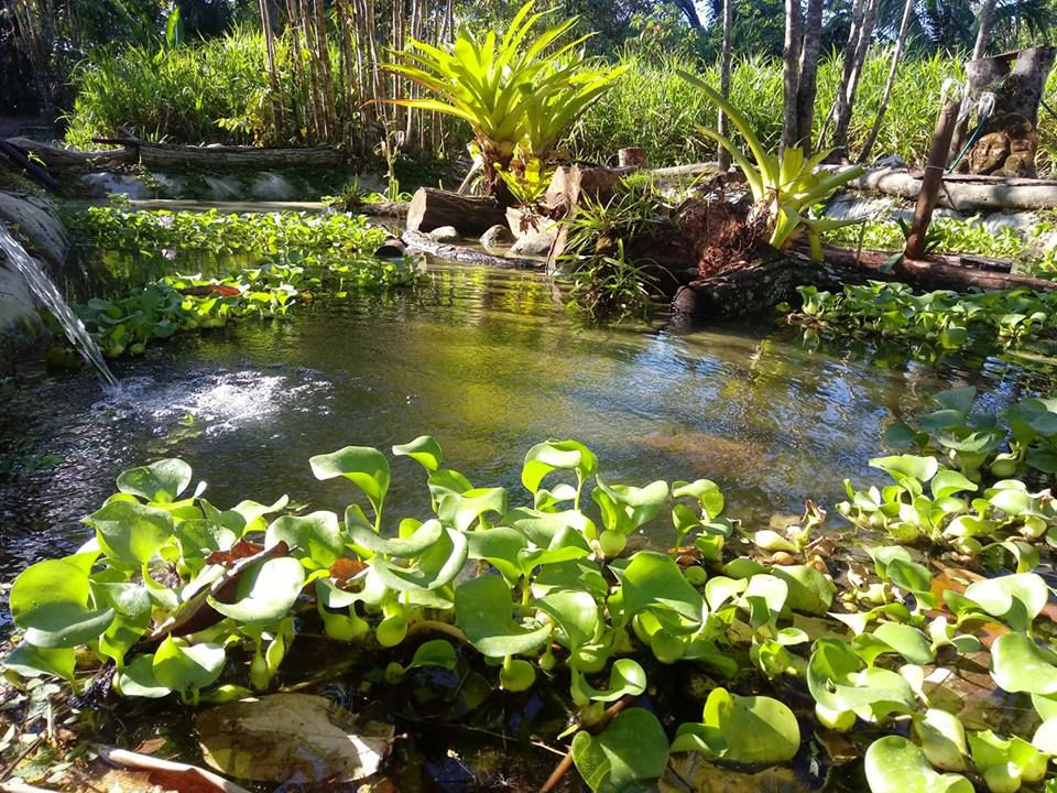 Freshwater pond home, to shrimp, fish, frogs and other amphibians and reptiles