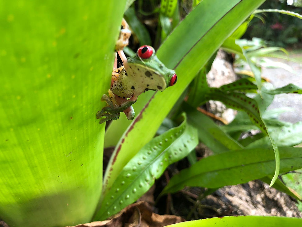 frog 2.JPG