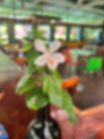 Bar Plant