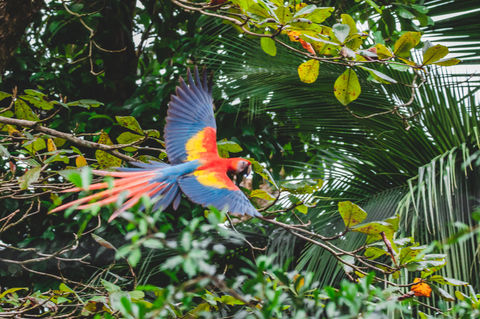 A photo of an overhead view of a Scarlet Macaw at Chosa Royale Nature Retreat, Venue and Event Center, Osa Peninsula, Costa Rica.