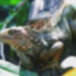 iguana iguana the most beautiful of reptiles found on the property