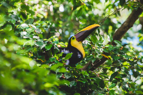 A photo of a Chestnut-Mandibled Toucan at Chosa Royale Nature Retreat, Venue and Event Center, Osa Peninsula, Costa Rica.
