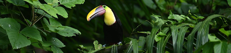 toucan.jpeg