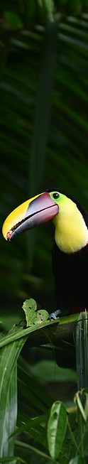 toucan.jpeg