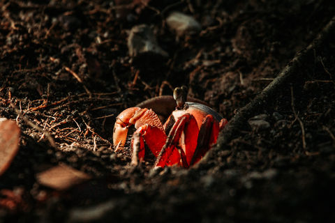 A photo of a Halloween Crab at Chosa Royale Nature Retreat, Venue and Event Center, Osa Peninsula, Costa Rica.