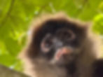lovely chocolate colored spider monkey sitting under an almond tree