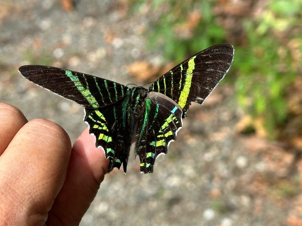 butterfly9.JPG