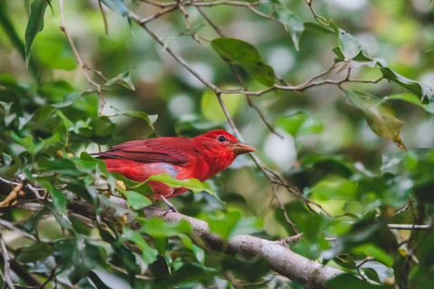 A photo of a Summer Tanager at Chosa Royale Nature Retreat, Venue and Event Center, Osa Peninsula, Costa Rica.