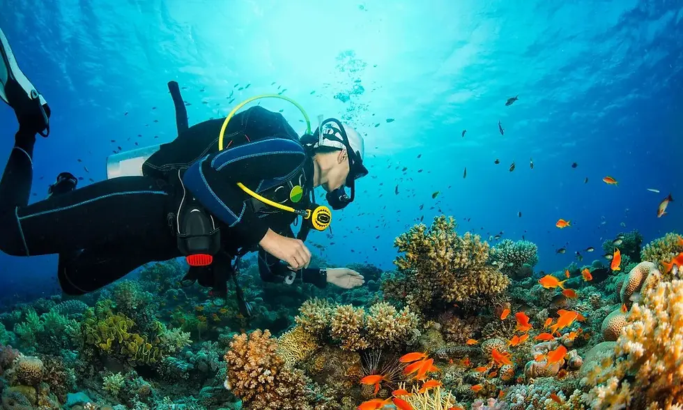 Master PADI Diving in Koh Tao: The Ultimate Guide from Beginner to Pro