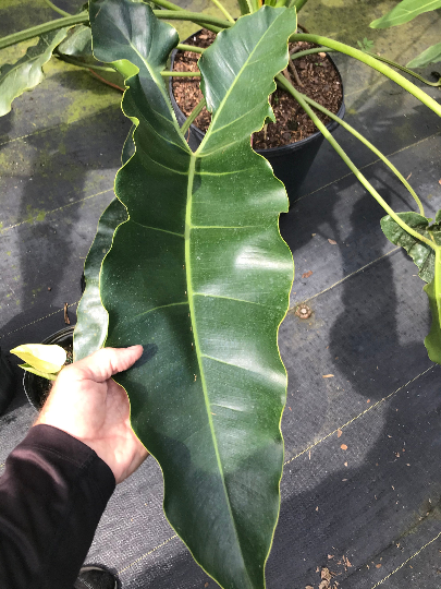Thumbnail: Thaumatophyllum stenolobum