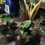 Thumbnail: Alocasia 'New Guinea Gold' macrorrhiza variegata