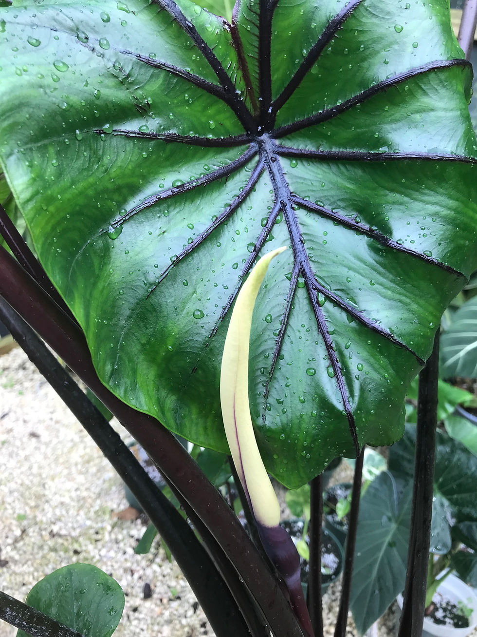 Thumbnail: Colocasia 'Pharaoh's Mask'