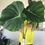 Thumbnail: Philodendron Mcdowell