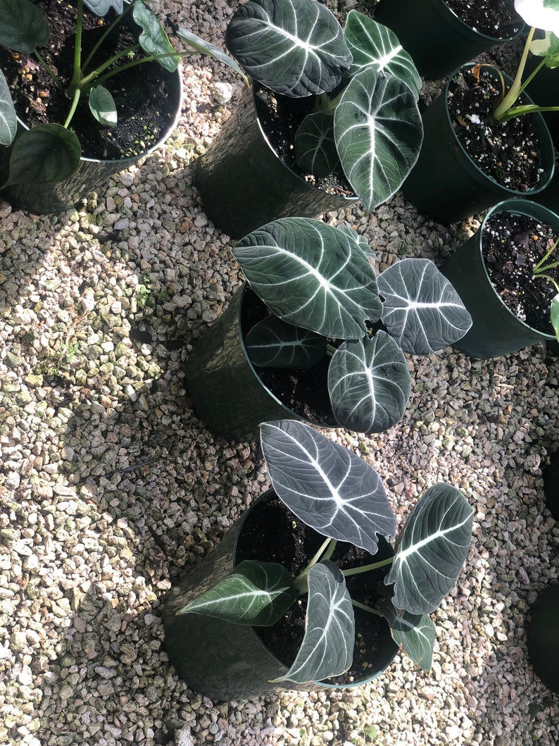 Thumbnail: Alocasia Black Velvet