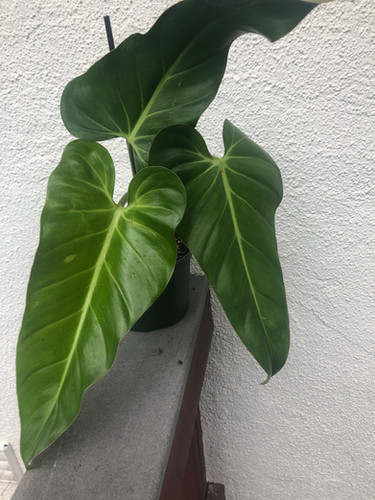 picture of a snake plant Sansevieria Laurentii, Snake Plants