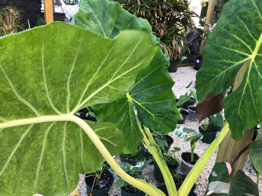 Thumbnail: Alocasia Gold Lutea 'Golden Tiger'