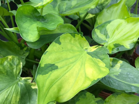 Thumbnail: Alocasia 'Broken Heart' cucullata variegata