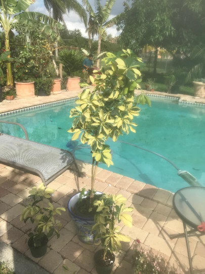 Thumbnail: Schefflera actinophylla variegata 'Variegated Umbrella Tree'