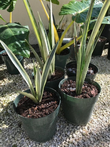 Sansevieria trifasciata 'White Snake' Bantels Sensation | Rob's Rare Plants