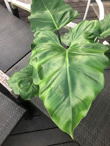 large black zz plant ZZ black Raven 2 plant **(ALL plants require you to purchase ANY 2 pl   GoldenGreeneryCo