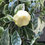Thumbnail: Solandra 'Chalice Vine' grandiflora variegata
