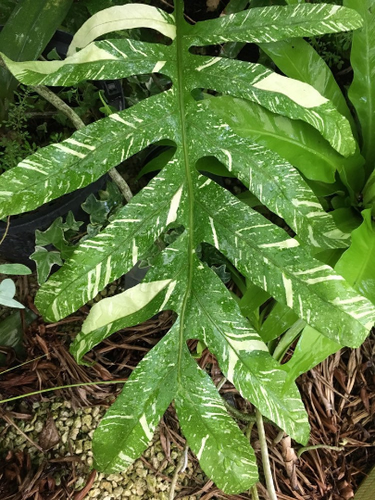 Drynaria Quercifolia Variegated | Rob's Rare Plants