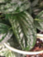 Thumbnail: Monstera 'Peru' karstenianum