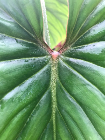 Thumbnail: Philodendron Plowmanii