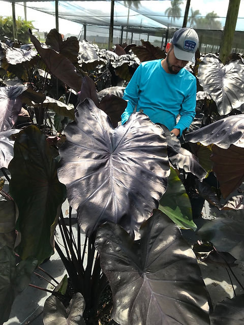 hawaiian sunshine dracaena Dracaena fragrans 'Hawaiian Sunshine' XL