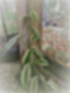 Thumbnail: Vanilla Planifolia Variegata albomarginata