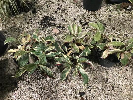 Thumbnail: Excoecaria cochinchinensis variegata 'Jungle Fire'