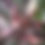 Thumbnail: Musa Nono "Nono Pink Banana"