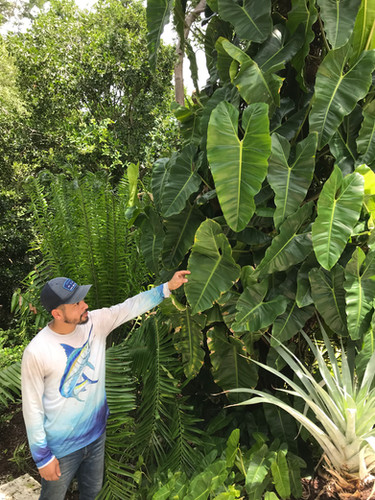 brazil philodendron Philodendron Brasil