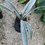 Thumbnail: Sansevieria sayuri metallica