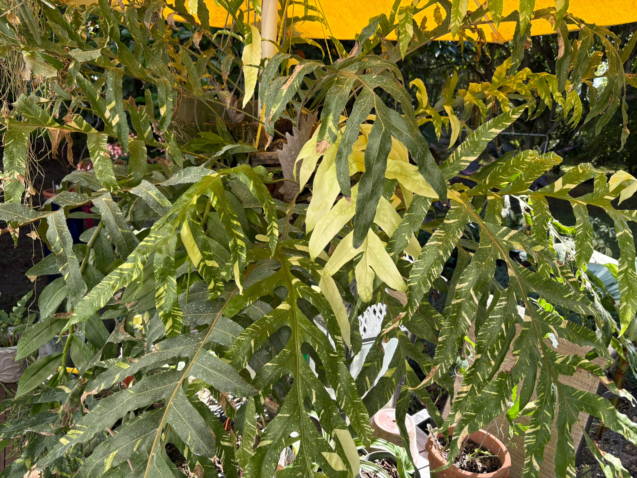 Drynaria Quercifolia Variegated