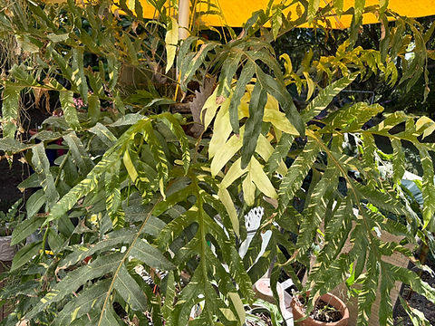 Drynaria Quercifolia Variegated | Rob's Rare Plants