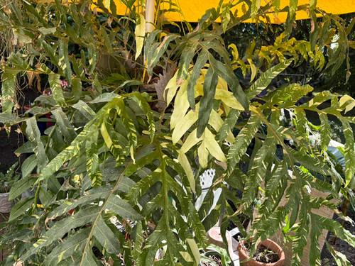ア*ー様 2 Drynaria quercifolia Variegated Drynaria Quercifolia Variegated/oak Leaf Fern Variegated - Etsy