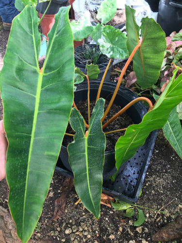 Philodendron billietiae | Rob's Rare Plants