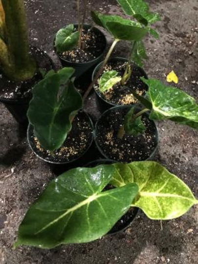 Thumbnail: Alocasia 'New Guinea Gold' macrorrhiza variegata