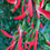Thumbnail: Mucuna bennettii 'Red Jade Vine'