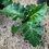 Thumbnail: Alocasia 'Low Rider'