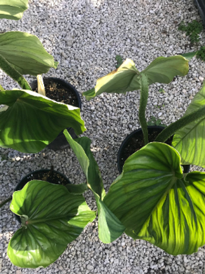 Thumbnail: Philodendron Plowmanii