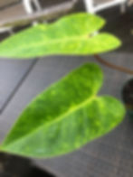 Thumbnail: Philodendron 'Painted Lady'