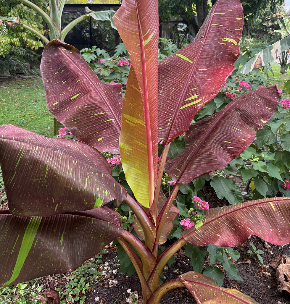 Thumbnail: Musa acuminata 'Siam Ruby Red'